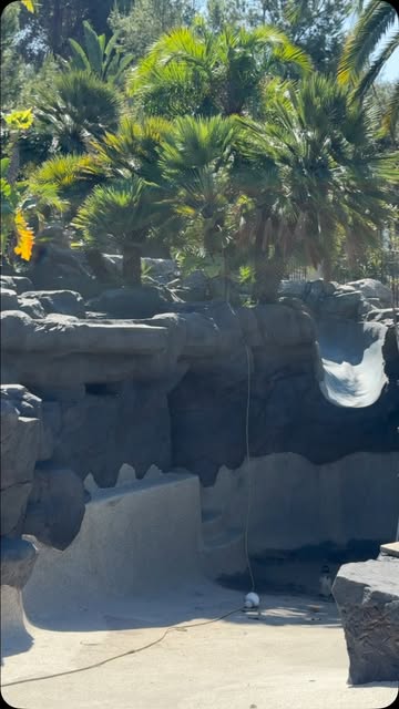 The empty lagoon pool, grotto, and surrounding palms