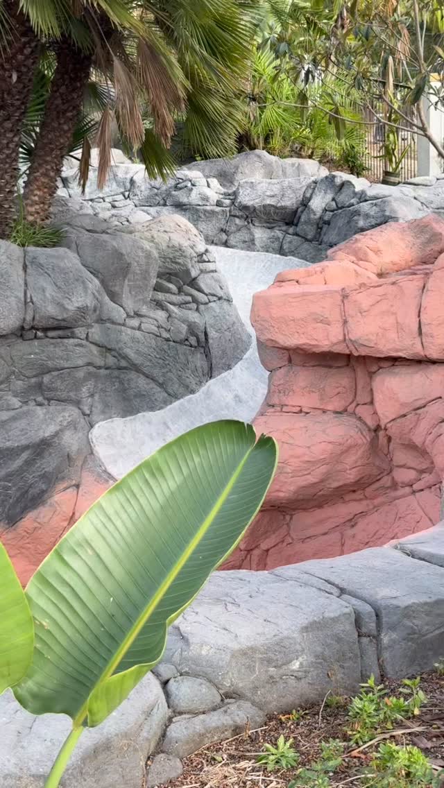 Rock painting underway around the pool and tropical plants